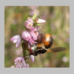 Gymnosoma sp - Raupenfliege 20.jpg